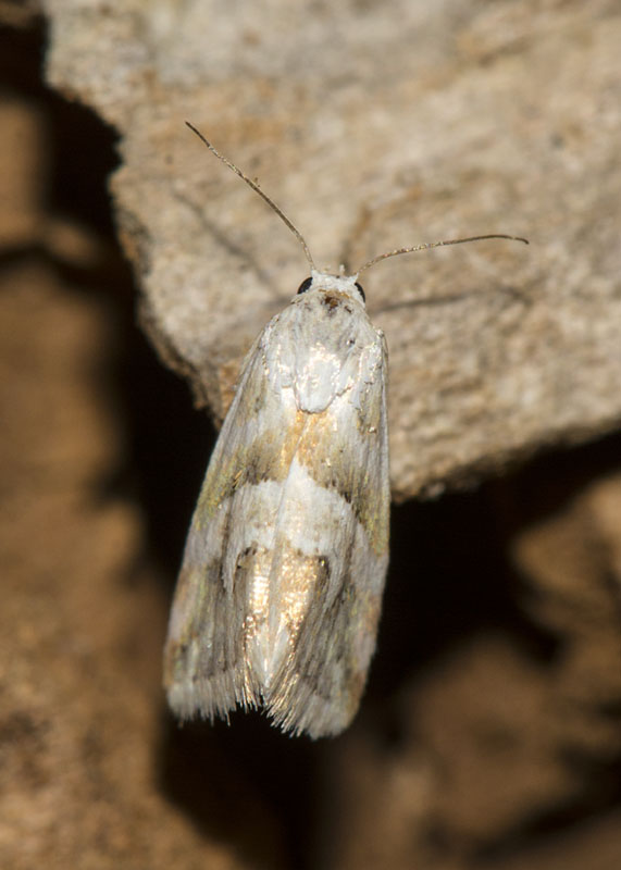 Eublemma elychrysi - Erebidae